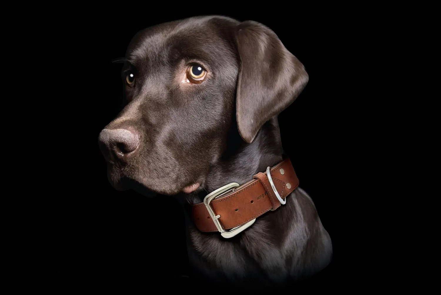 Angel, Dallas Genuine Leather Dog Collar, Brown. Hand Made Western Padded Collar. 100% Argentinean Cowhide. Angel Elite Collection,